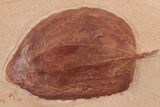 Red Fossil Leaf (Zizyphoides) - Montana #189057-1